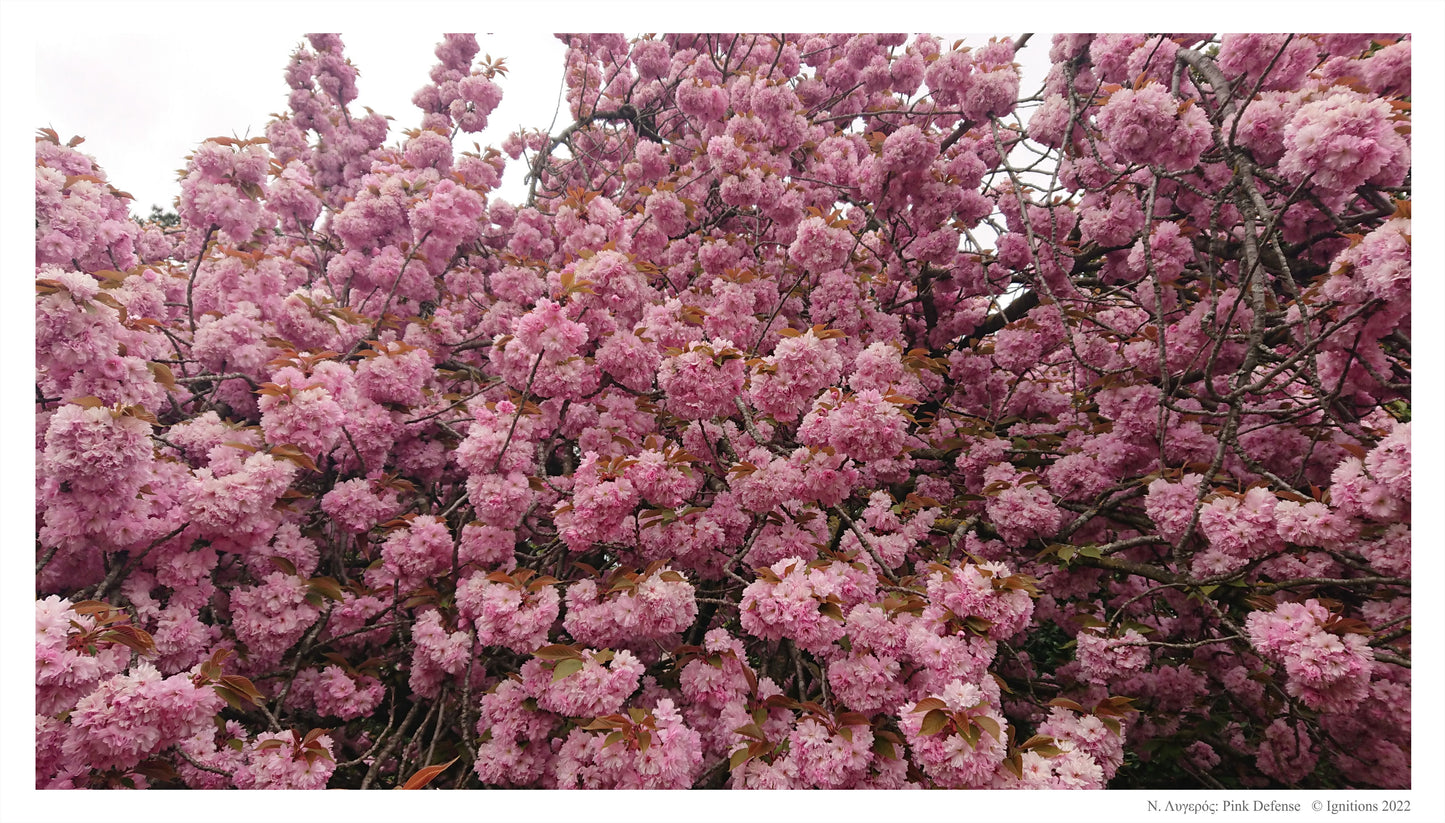 Pink Defense