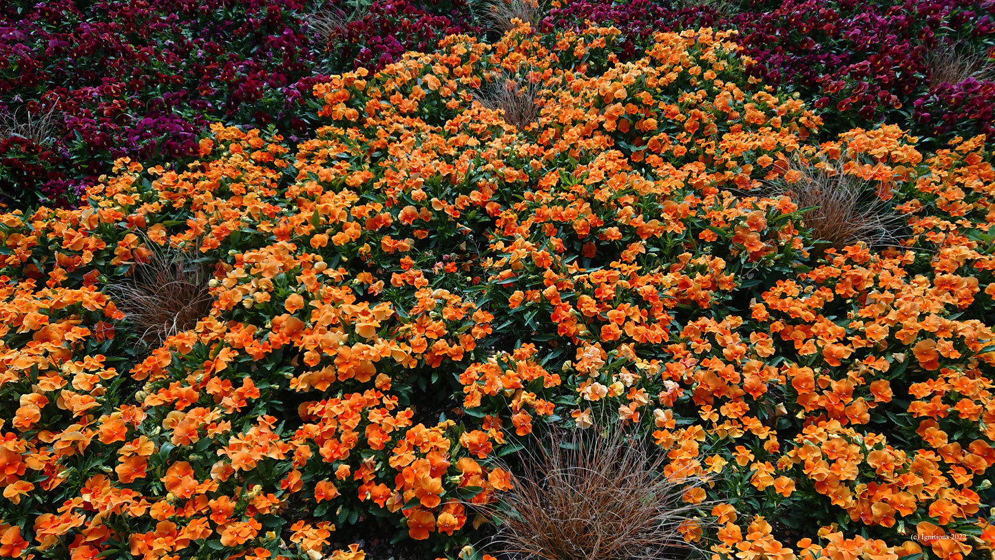 Échiquier floral