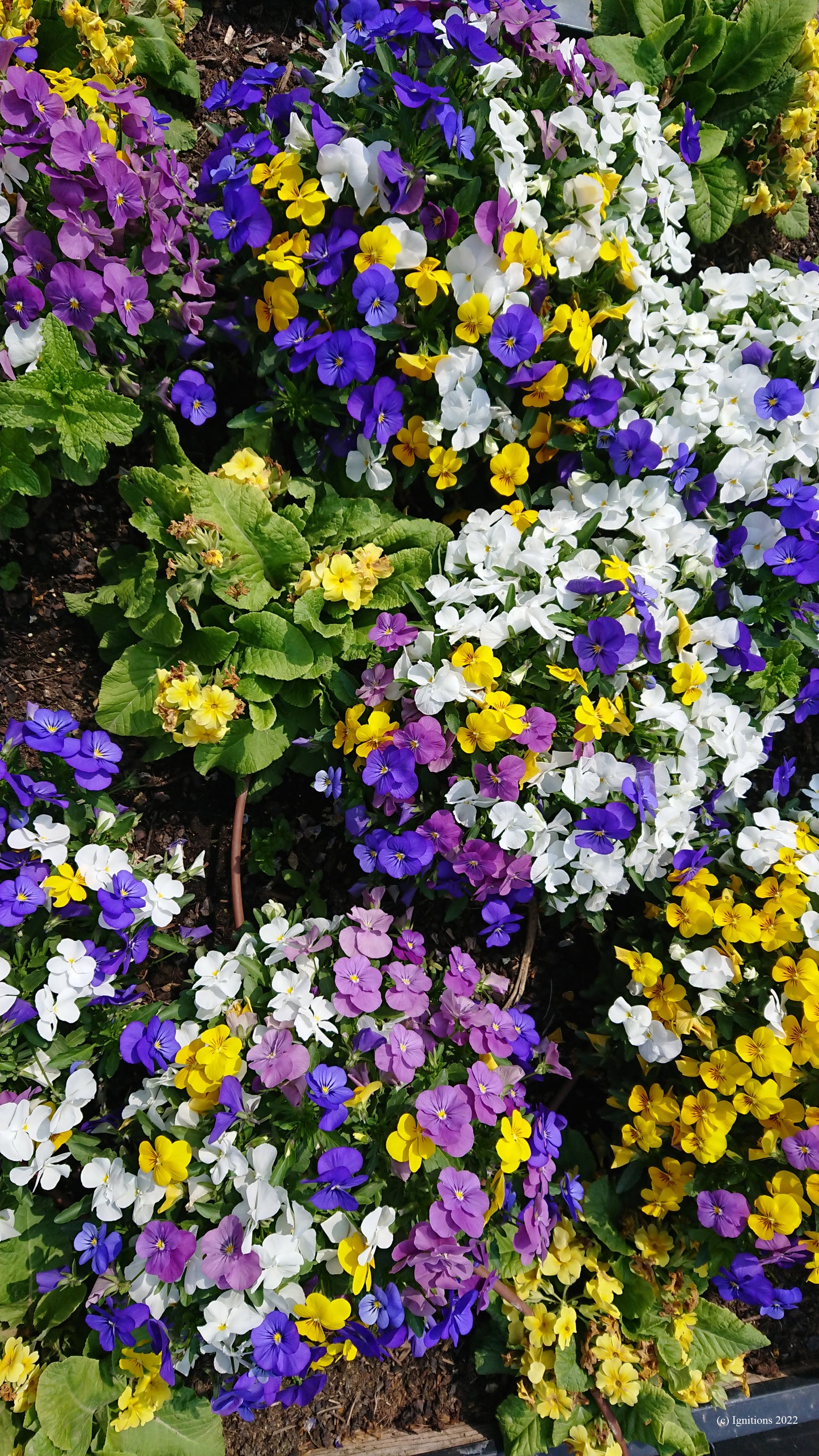 Éclats de fleurs