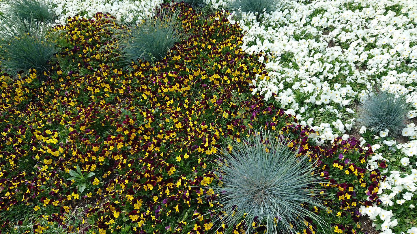 Explosion florale