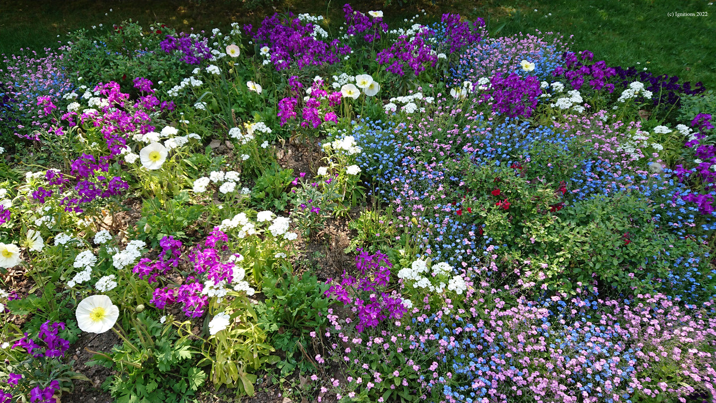 Petit parterre de fleurs