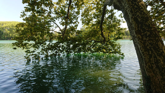 À fleur d'eau